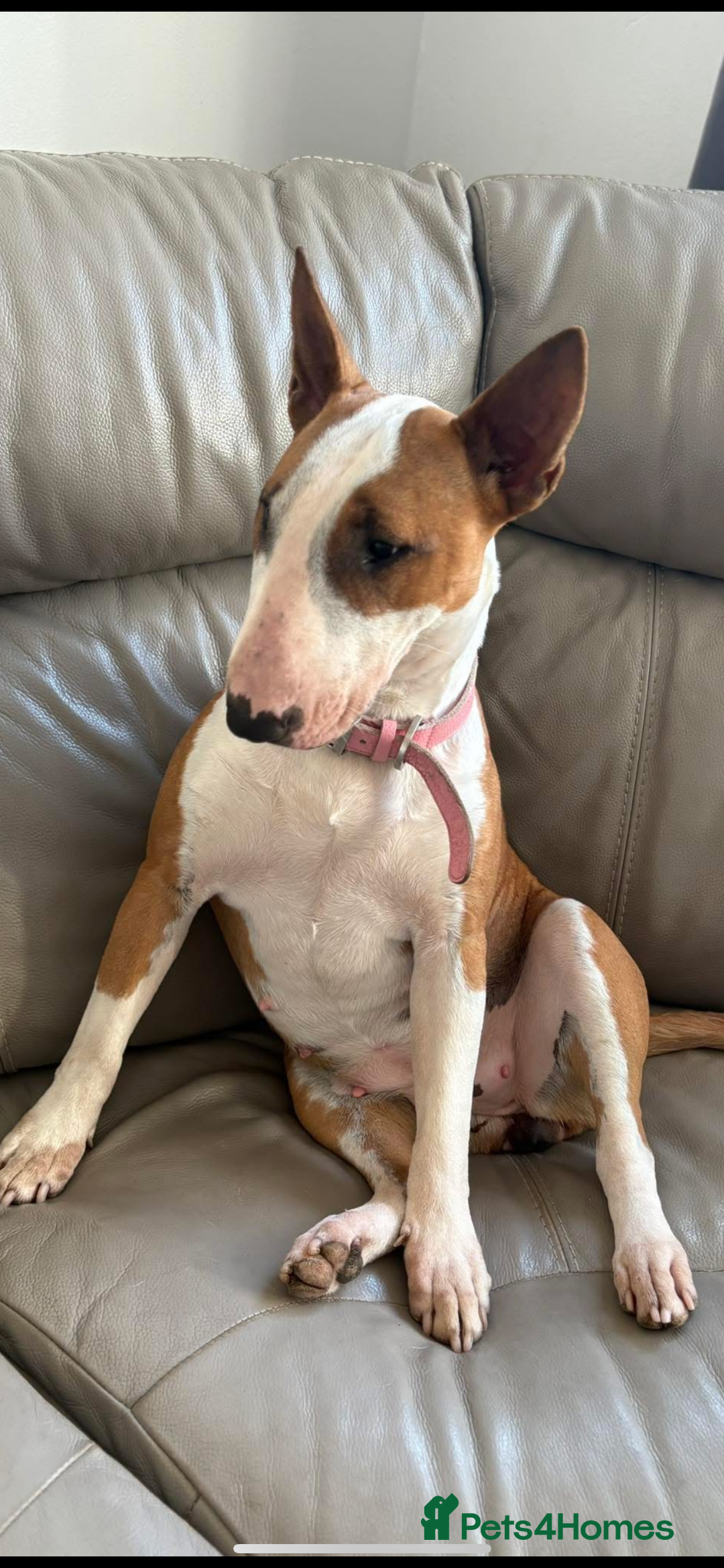 English Bull Terrier dogs for sale: English Bull Terrier puppies🐾KC Registered  - Image 19