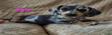 Miniature Dachshund 5