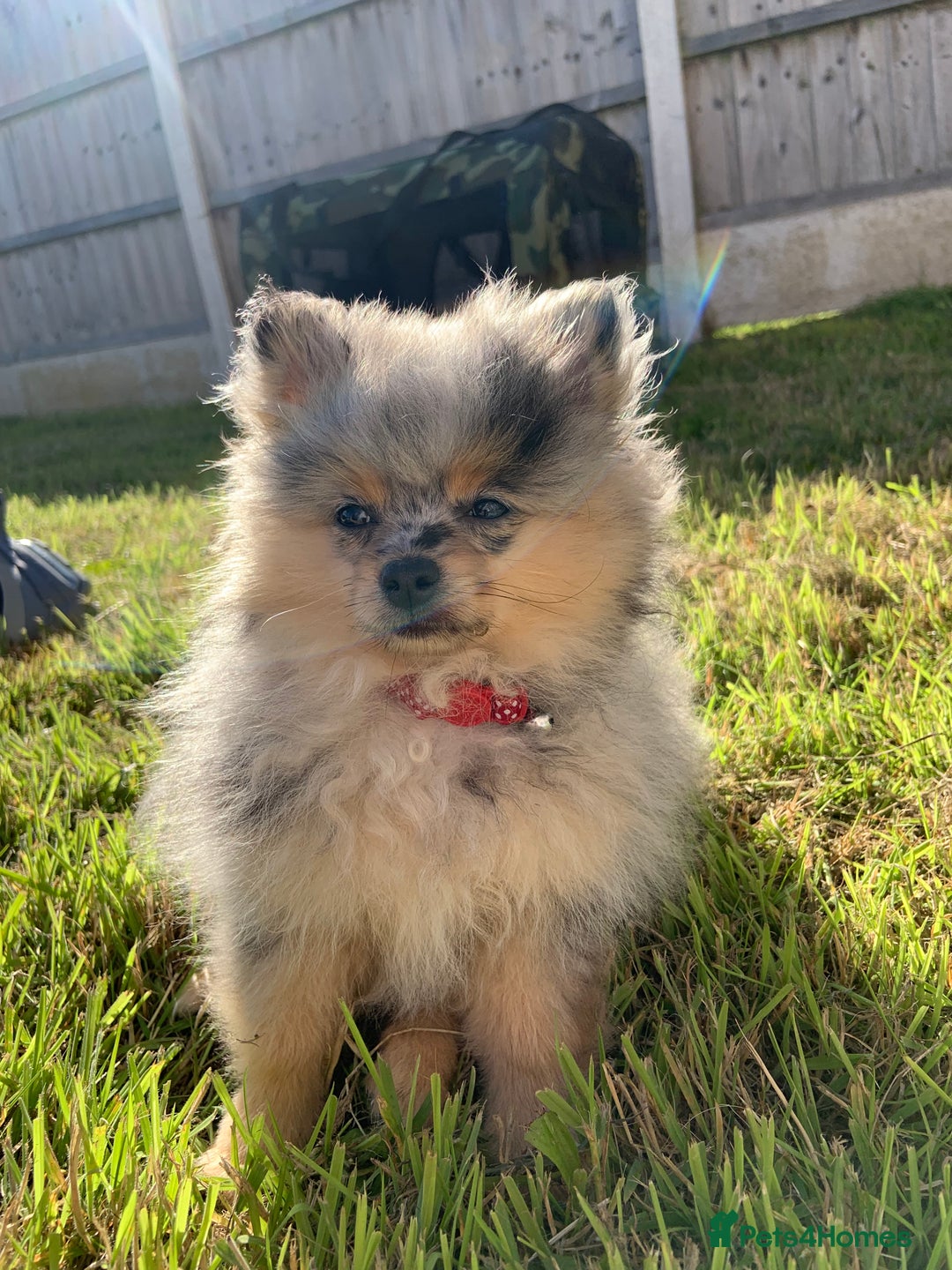 Pomeranian dogs for sale: KC Reg Pomeranian Girls - Image 30