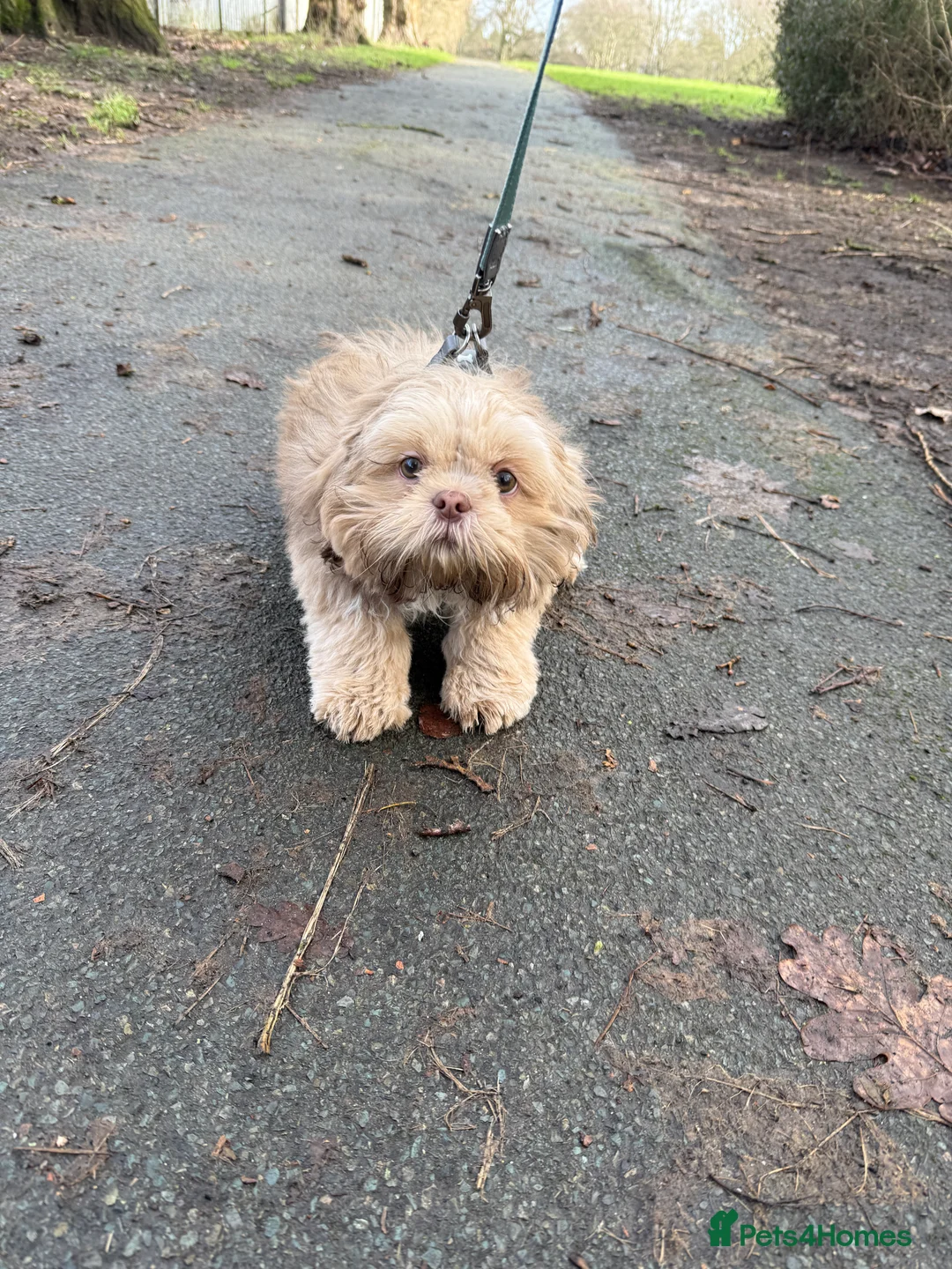 Shih Tzu dogs for sale: Shih Tzu puppy - Advert 9