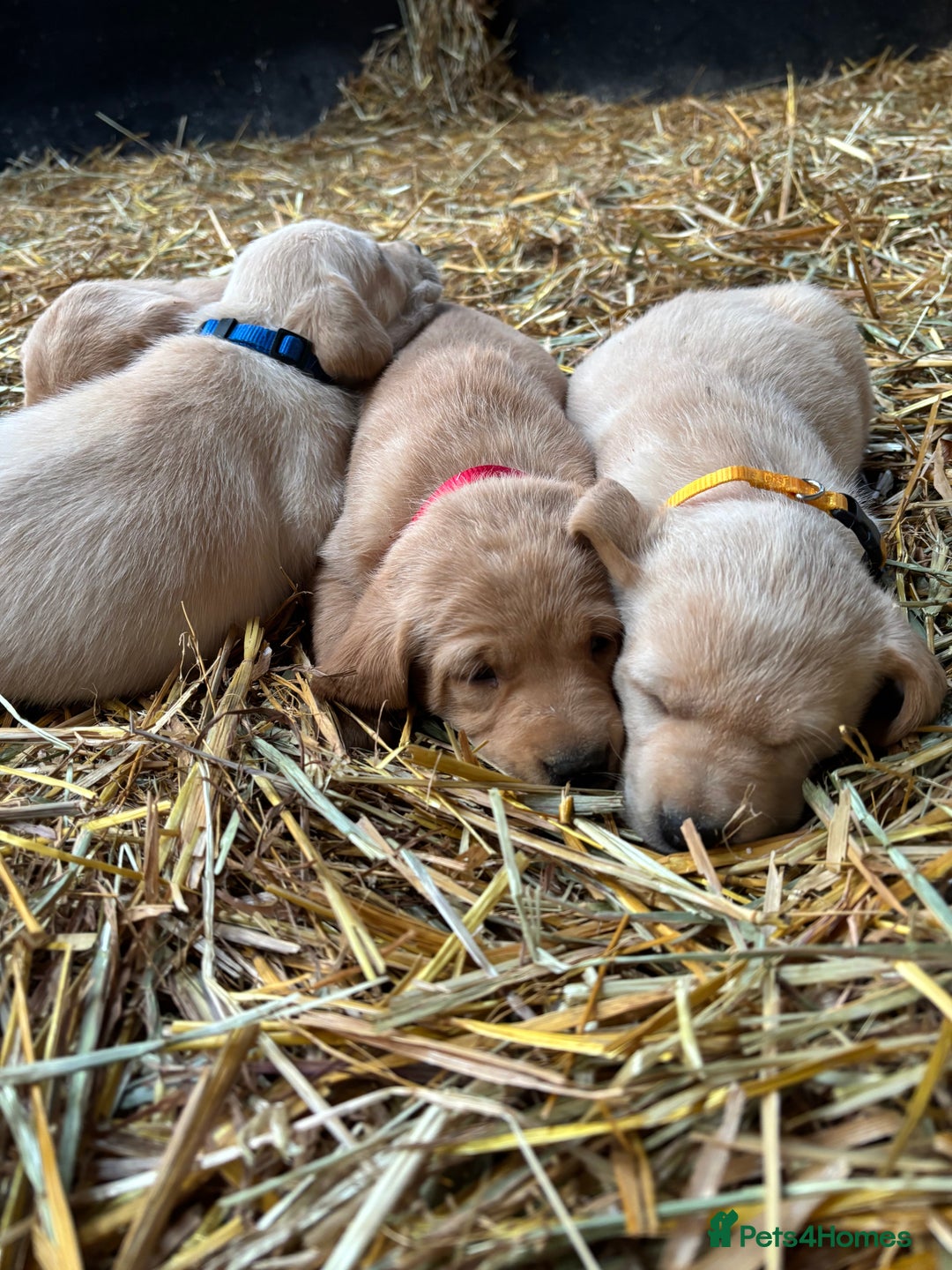 Labrador Retriever dogs for sale: KC Registered Labrador Puppies for Sale - Advert 10