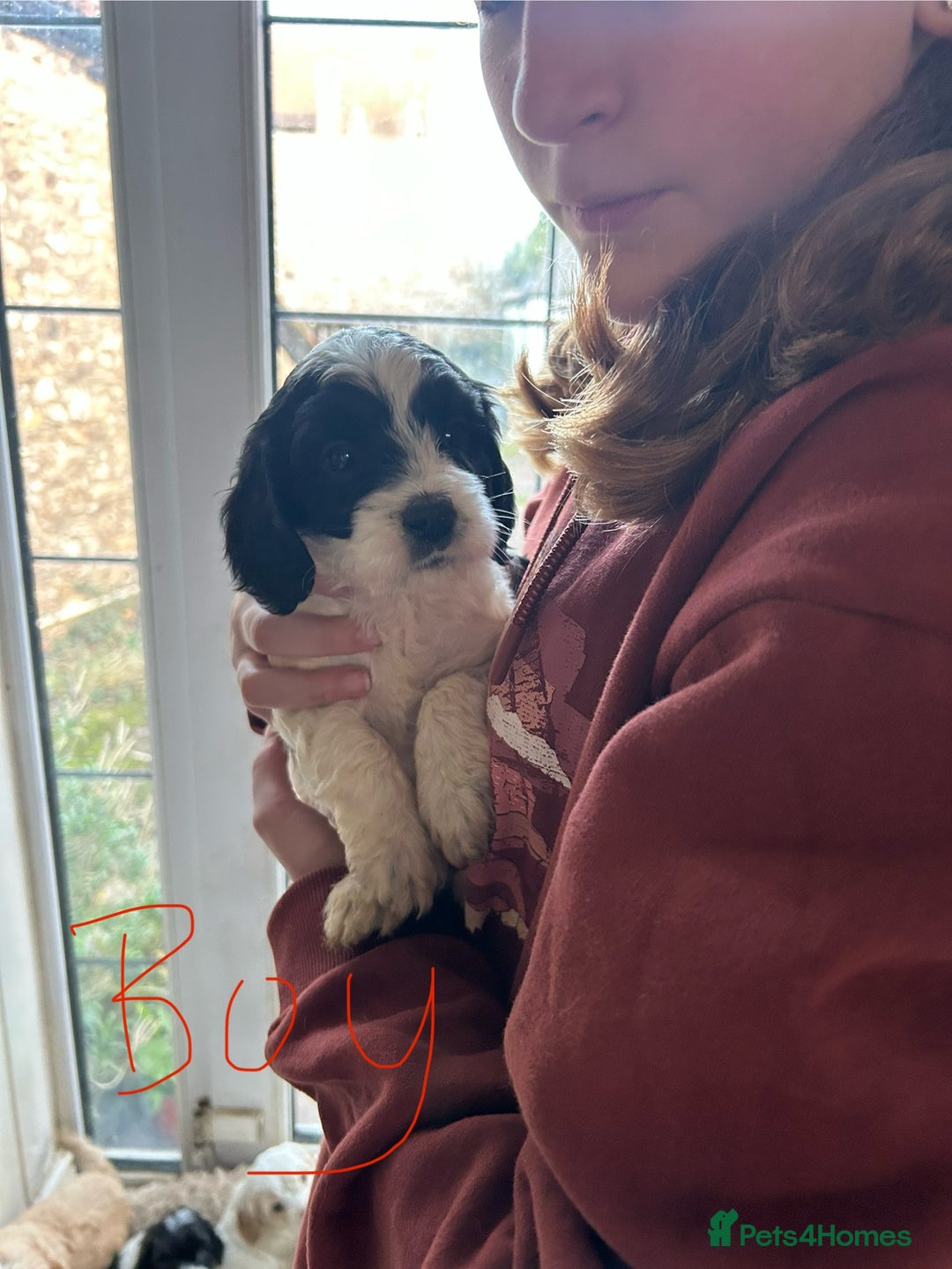 Cavapoo dogs for sale: Beautiful Cavapoo puppies  - Advert 10