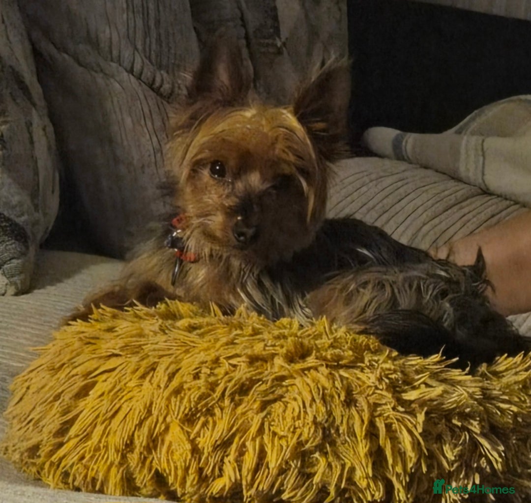 Yorkshire Terrier dogs for stud: Bentley  - Image 3