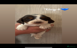 Cocker Spaniel dogs for sale: Cocker spaniel puppy’s  - Image 2
