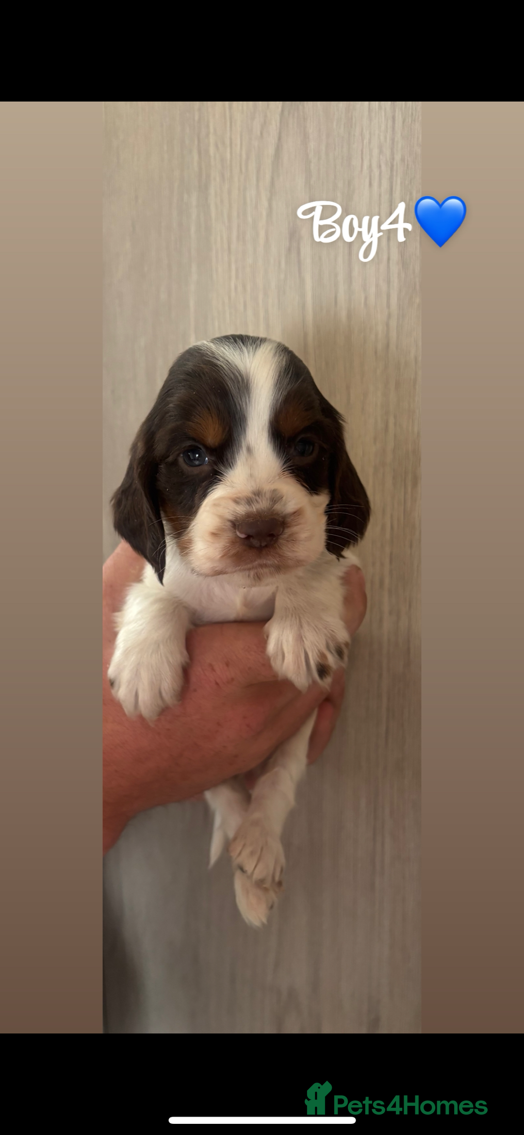 Cocker Spaniel dogs for sale: Cocker spaniel puppy’s  - Image 2