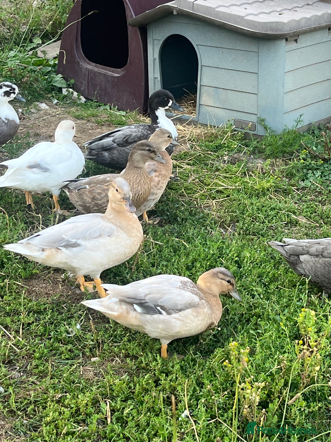 Ducks poultry for sale: Call ducks  - Advert 1