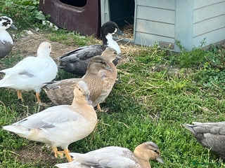 Ducks poultry Call ducks - Advert 1