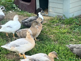 Ducks poultry Call ducks - Advert 6