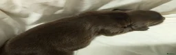Sprocker dogs for sale: F1 sprocker puppies - Advert 31
