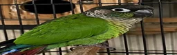 Parrots birds for sale: Male Green Cheek Conure – Meet Basil in London - Advert 3