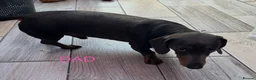 Dachshund dogs for sale: Dachshund miniature puppies 8 weeks old - Advert 4