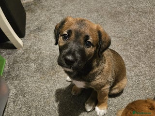 Mixed Breed dogs - Advert 35