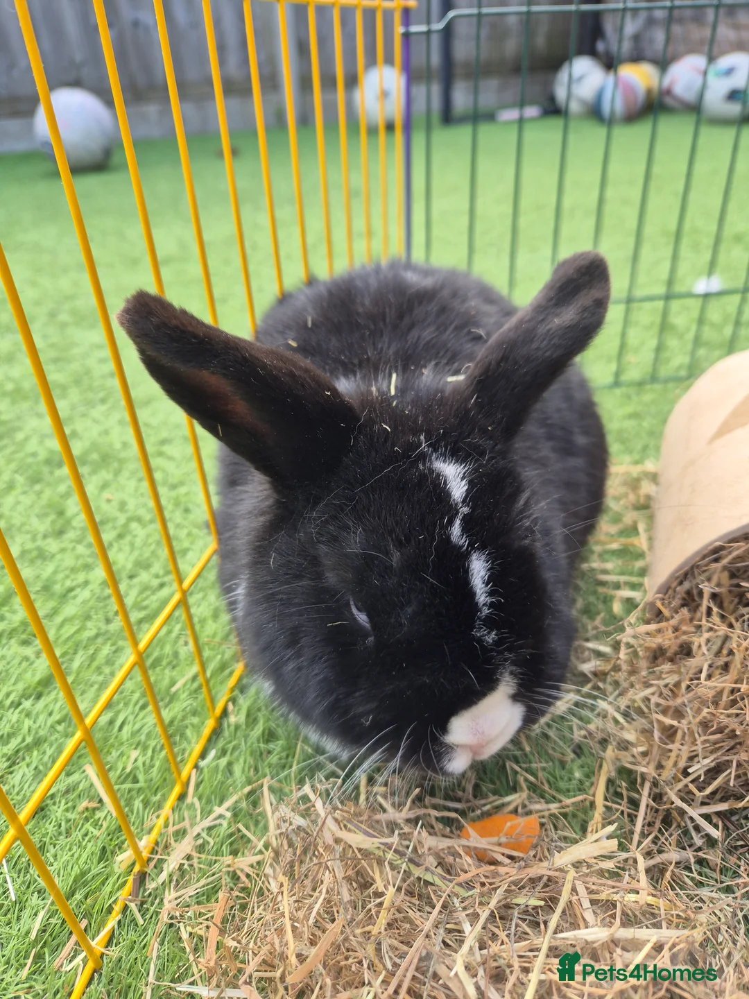 Mini Lop rabbits for sale: 1 year old lovely mini lop named Oreo  - Advert 3