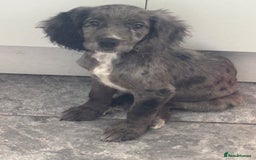 Cocker Spaniel dogs for sale: FINAL REDUCTION working cocker span in Gravesend - Image 13