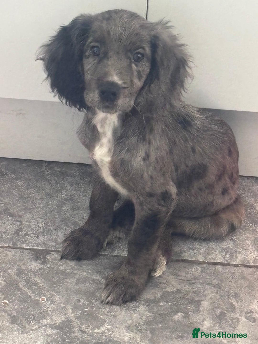 Cocker Spaniel dogs for sale: FINAL REDUCTION working cocker span in Gravesend - Image 13