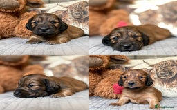 Miniature Dachshund dogs for sale: KC LONG HAIRED MINIATURE DACHSHUNDS🤍 - Image 1