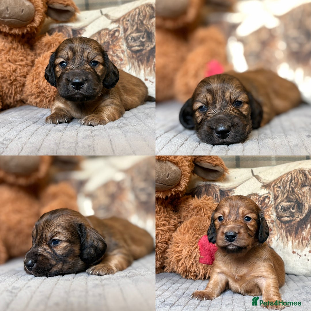 Miniature Dachshund dogs for sale: KC LONG HAIRED MINIATURE DACHSHUNDS🤍 - Image 1