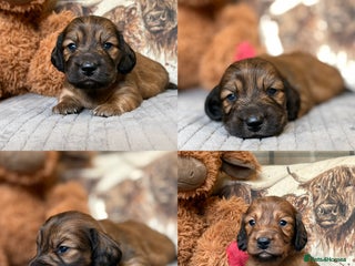 Miniature Dachshund dogs - Advert 5