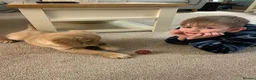 Golden Retriever dogs for sale: 10-Month-Old KC Registered Golden Retriever  - Advert 5