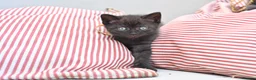 British Shorthair cats for sale: 5 Bundles of Love - Persian x BSH kittens  - Advert 17