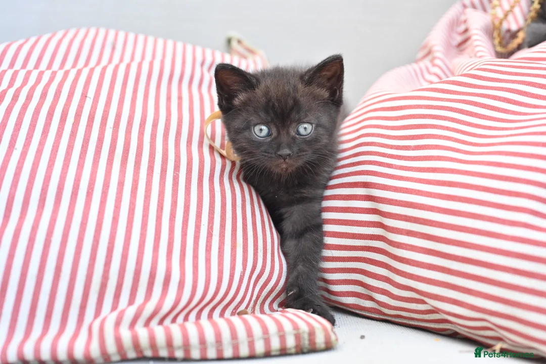Mixed Breed cats for sale: Last 2 left! - Persian x BSH kittens  - Advert 25