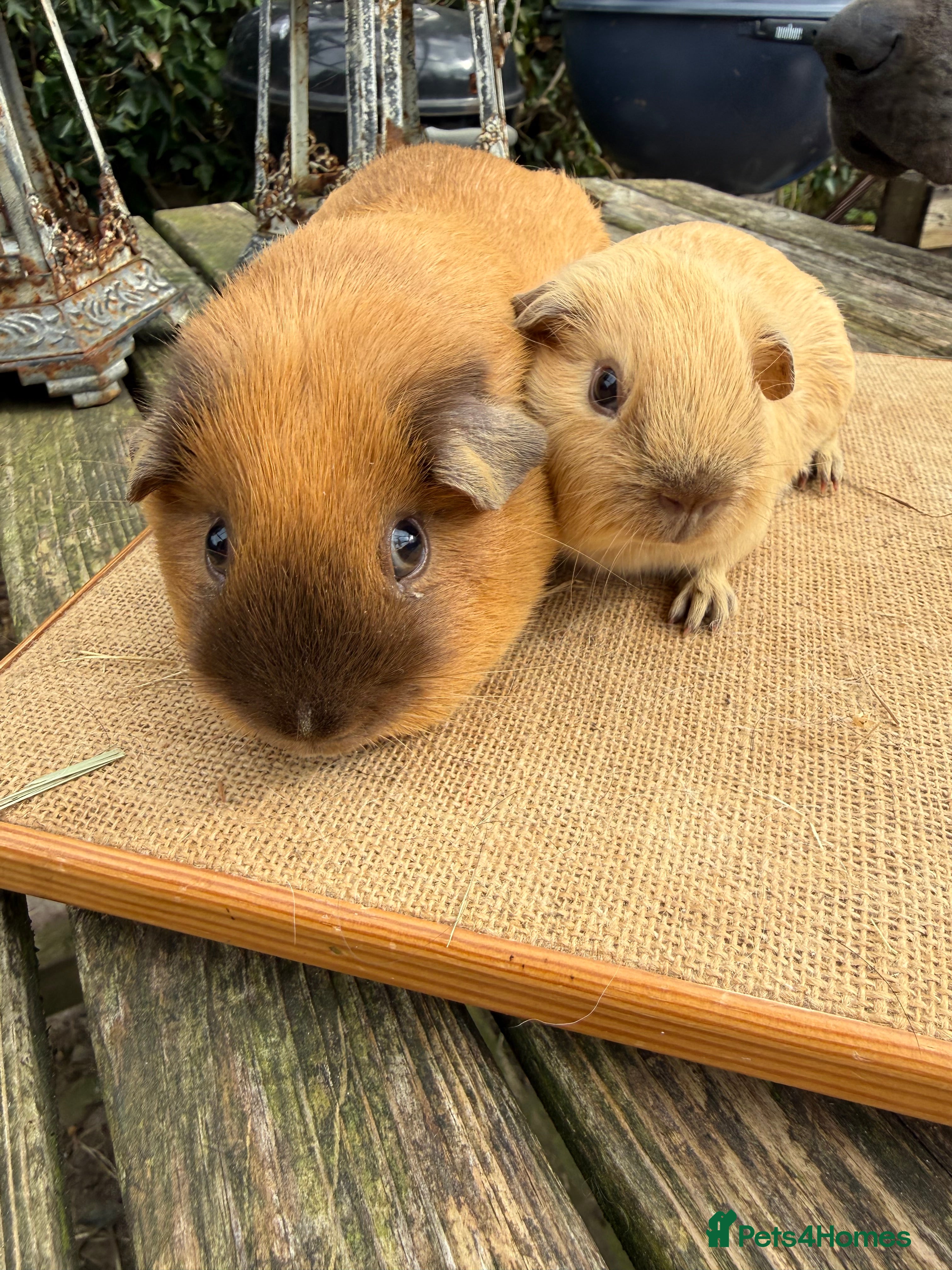 Guinea Pig rodents Pure bred Californian boar guinea pigs  - Advert 1