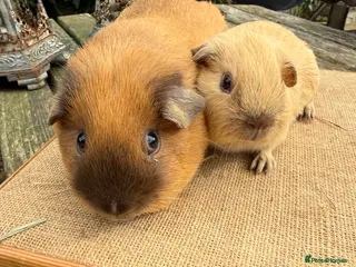 Guinea Pig rodents Pure bred Californian boar guinea pigs - Advert 1