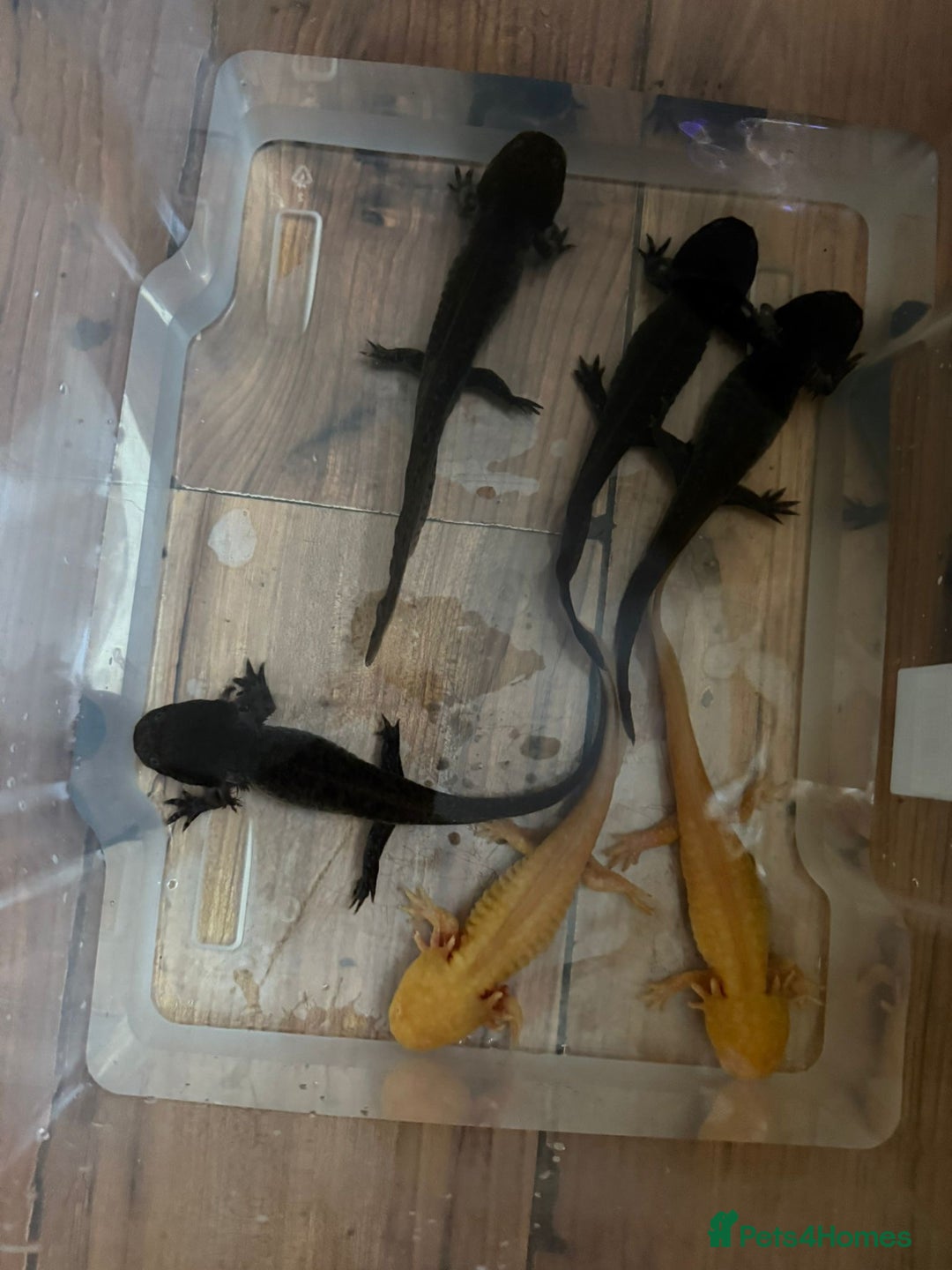 Axolotl reptiles for sale: Axolotl's looking for homes  - Image 9