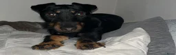 Jagdterrier dogs for sale: Jagd terrier  in Houghton le Spring - Advert 9