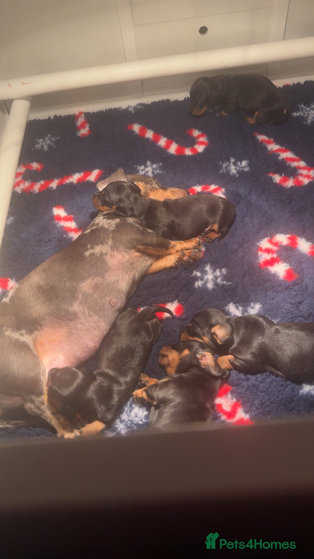 Miniature Dachshund dogs for sale: Miniature dachshund smooth haired black&tan kc reg - Advert 3