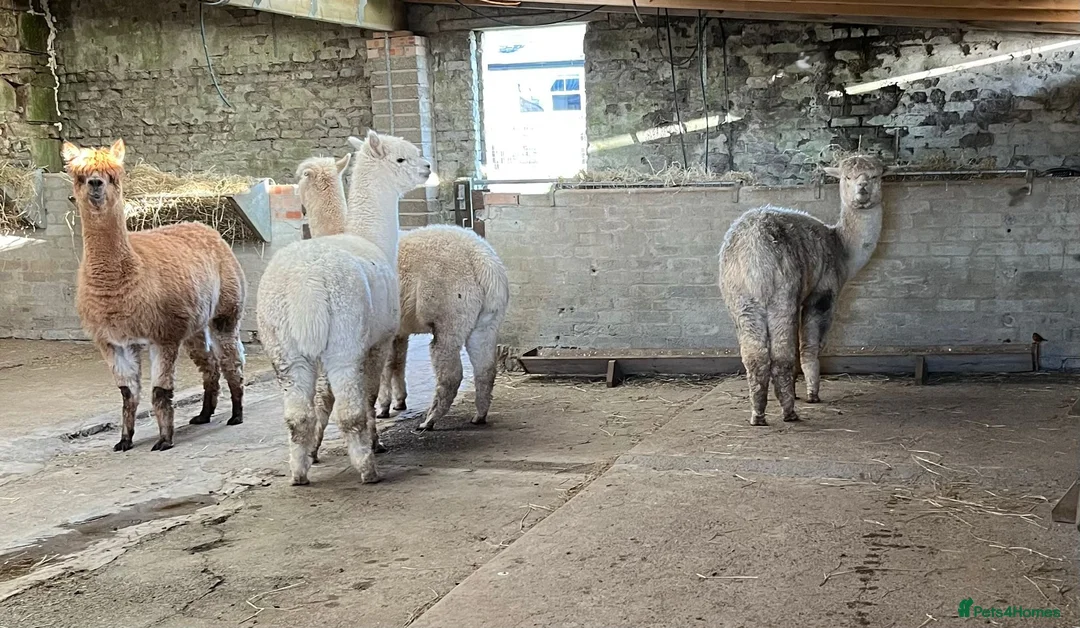 Alpaca livestock for sale: 6 Mixed aged Female Alpacas  in Darvel - Advert 5