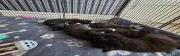 Mixed Breed cats for sale: Kittens for Sale in Bridlington - Advert 22