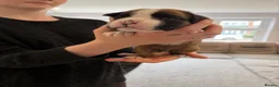 Boxer dogs for sale: Beautiful, KC registerd boxer puppies for sale in Canvey Island - Advert 14