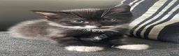 Mixed Breed cats for sale: British short haired x Scottish fold - Advert 4