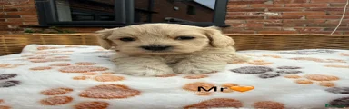 Maltipoo 5