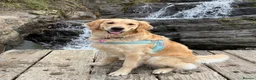 Golden Retriever dogs for sale: Beautiful KC Golden Retrievers  - Advert 1