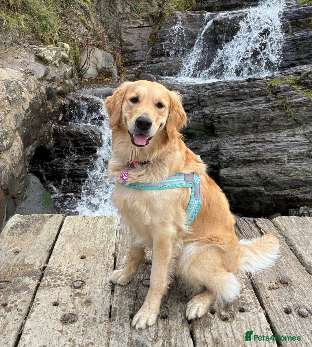 Golden Retriever dogs for sale: Beautiful KC Golden Retrievers  - Advert 1