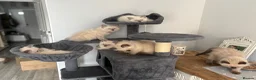 Ragdoll cats for sale: ❤️ fully vaccinated pure Ragdoll ready 25th August - Advert 11