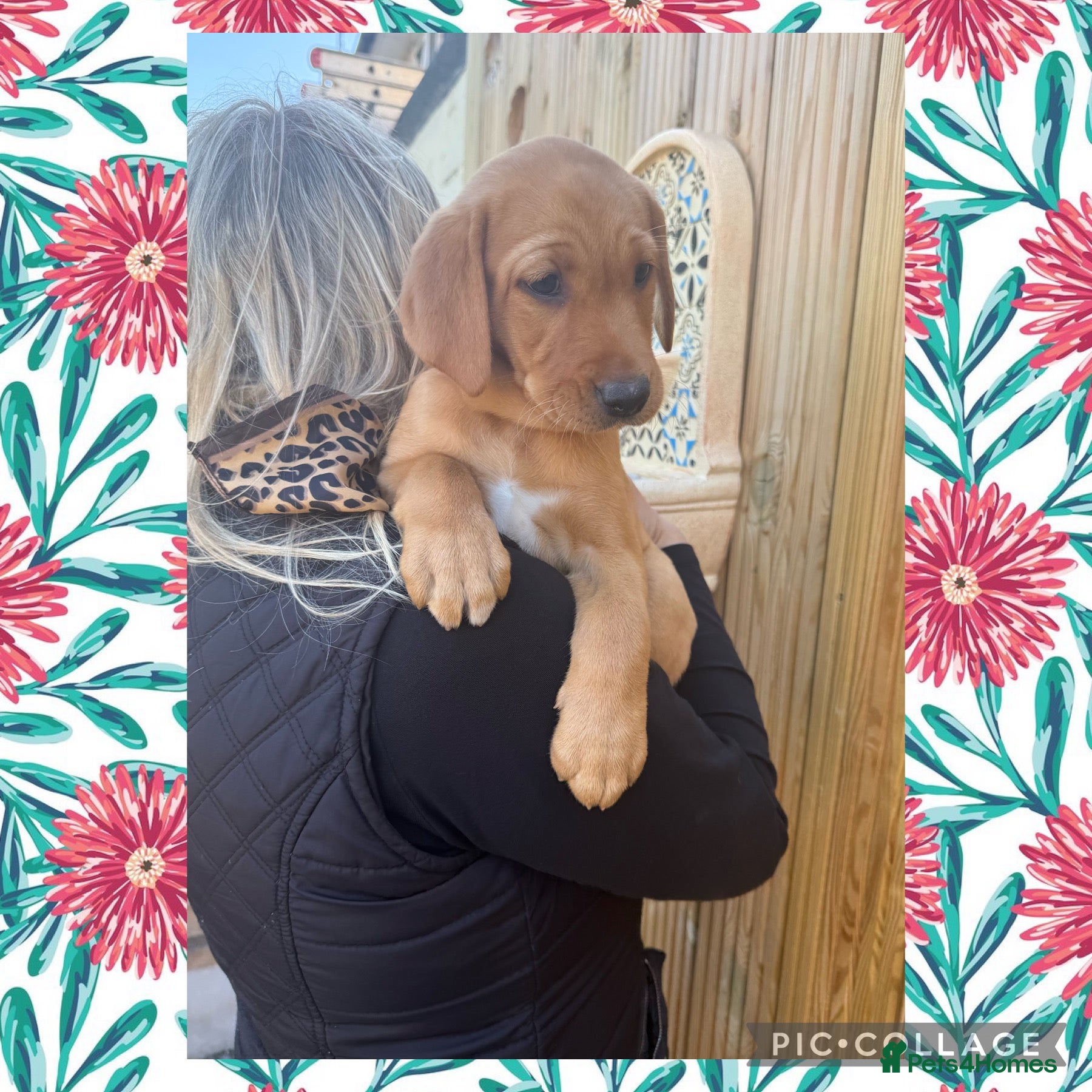 Labrador Retriever dogs Stunning Labrador Retriever Puppies  - Advert 2