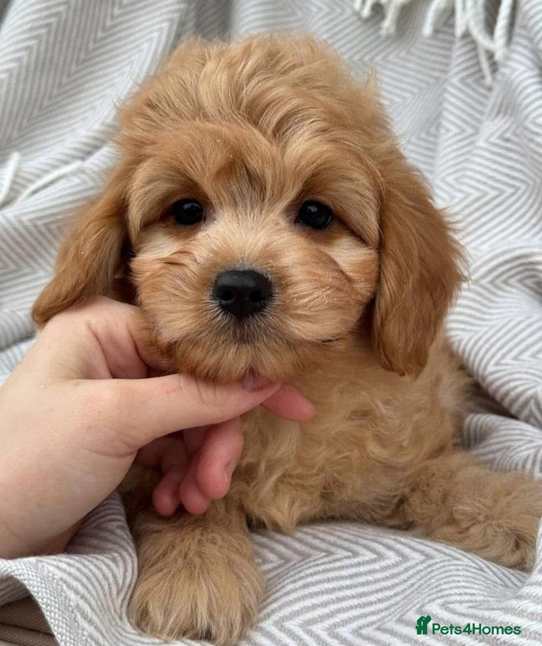Maltipoo dogs for sale: Beautiful tiny size Maltipoo Puppies Available!  - Image 3