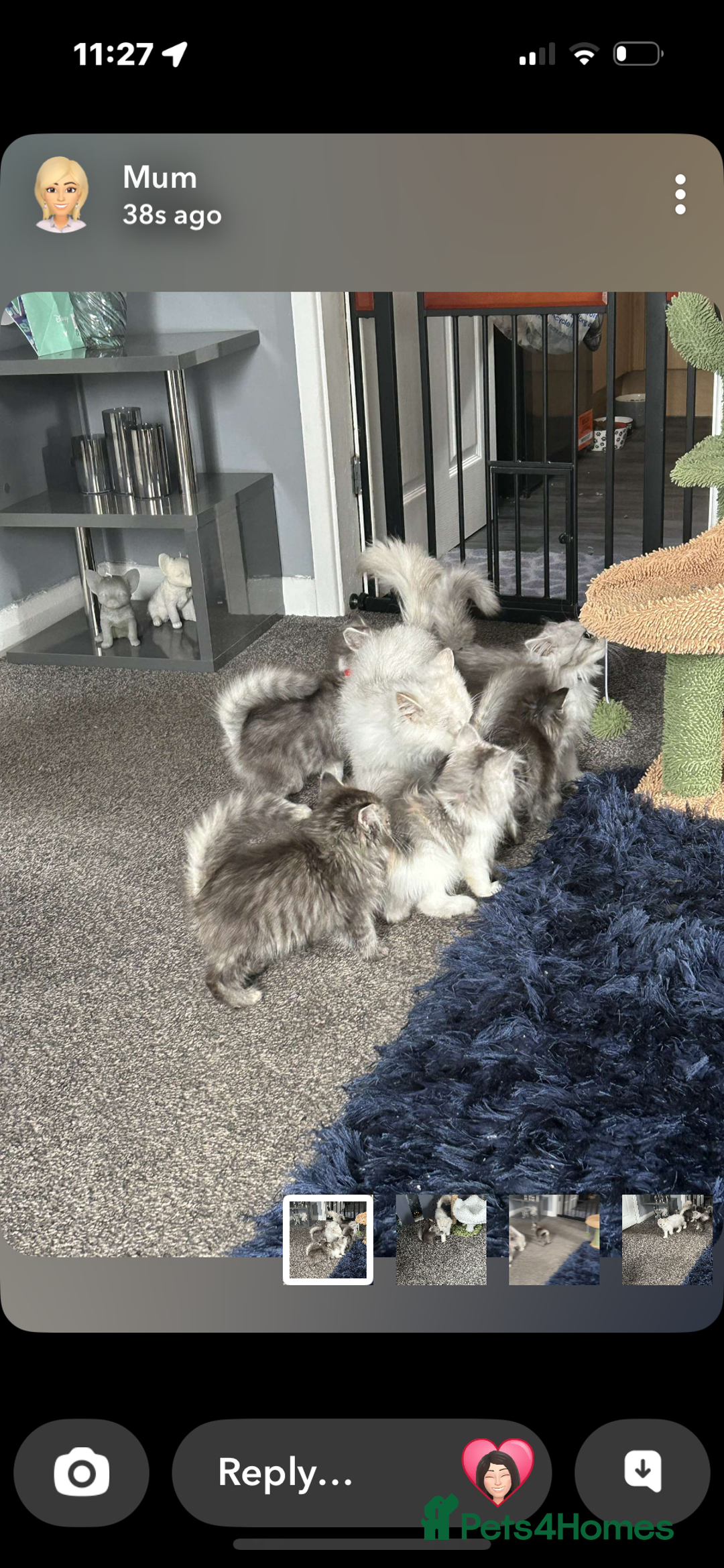 Persian cats for sale: Persian x ragoll - Image 5