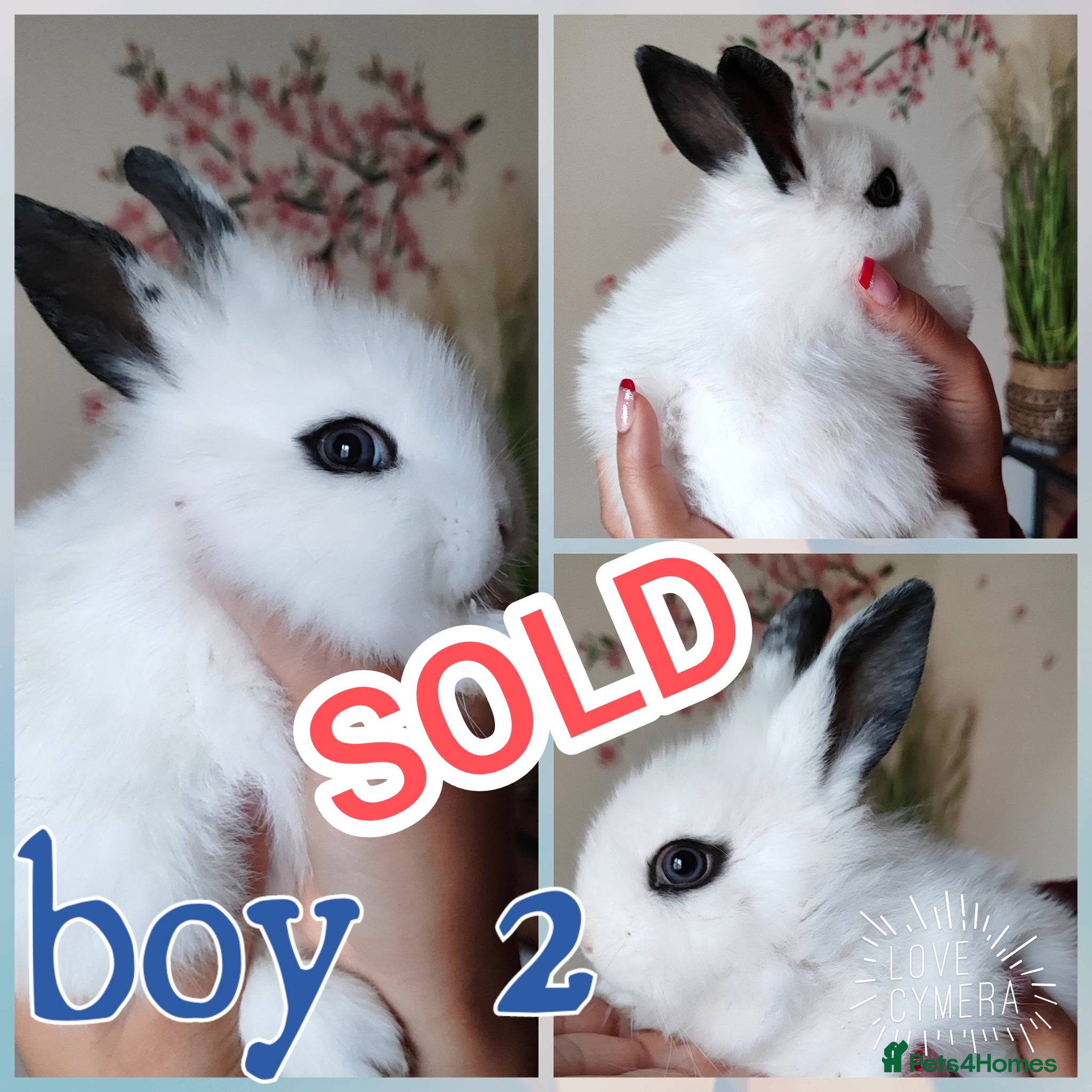 Mini Lion Lop rabbits Wonderful lion head - Advert 3