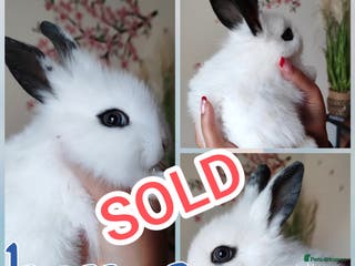 Mini Lion Lop rabbits Wonderful lion head - Advert 3