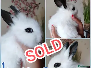 Mini Lion Lop rabbits Wonderful lion head - Advert 11