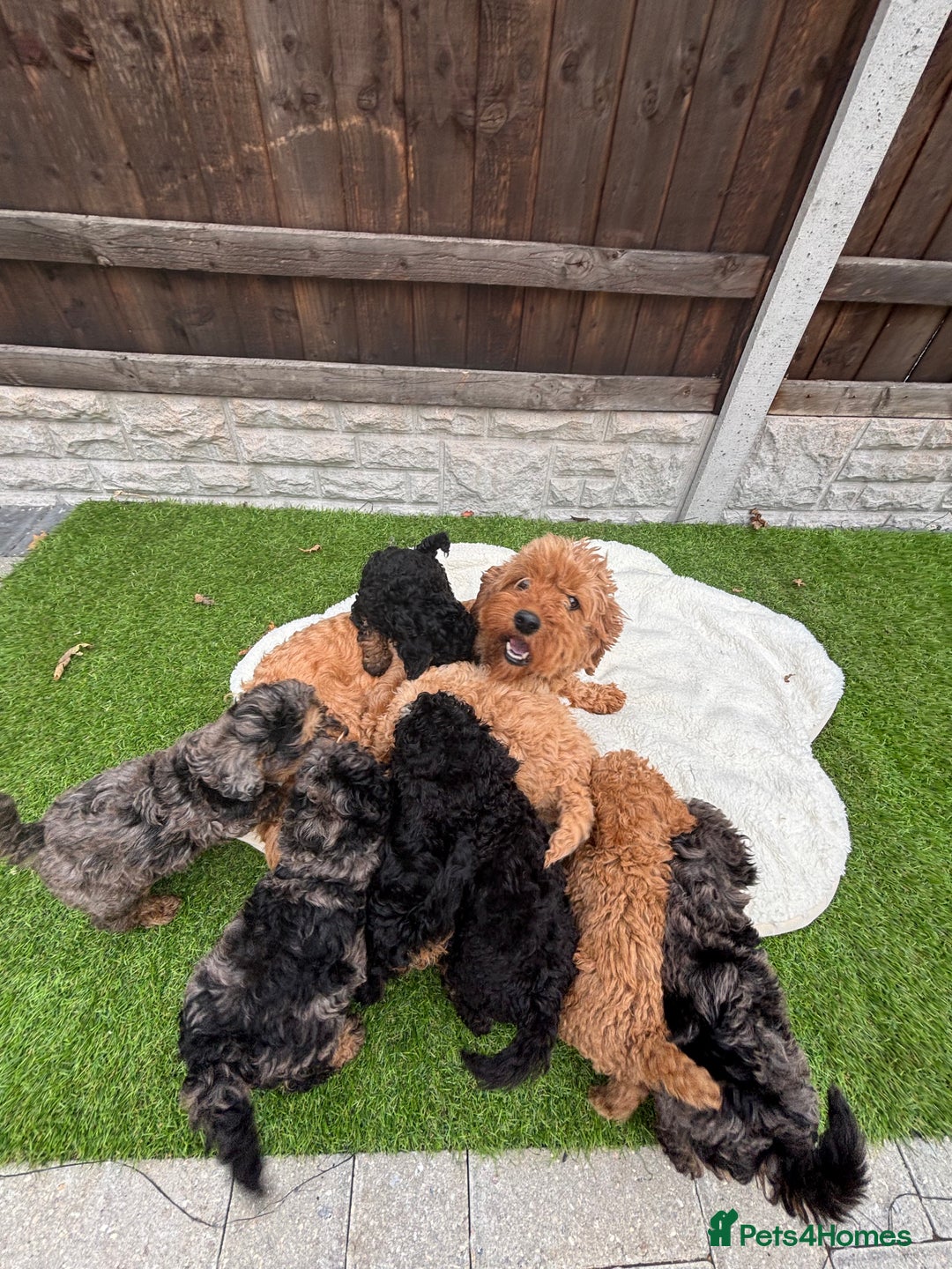Cavapoo dogs for sale: Toy f1b cavapoo puppies - Image 16