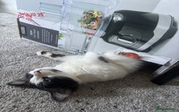 Norwegian Forest Cat cats for sale: Kitten with full set up - Image 4