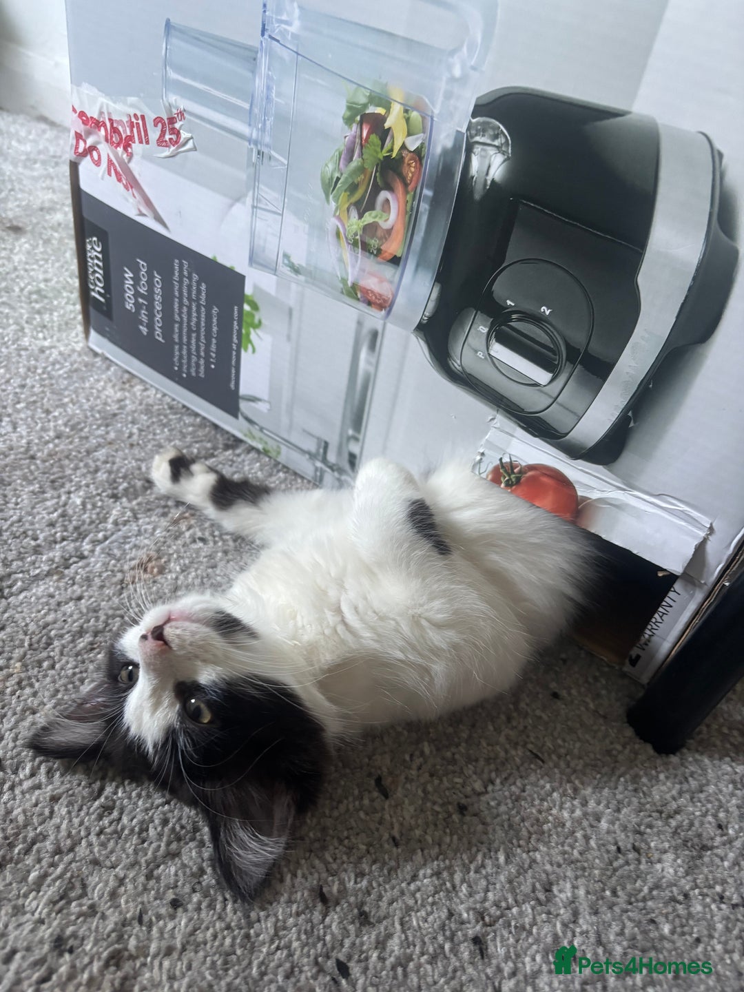 Norwegian Forest Cat cats for sale: Kitten with full set up - Image 4