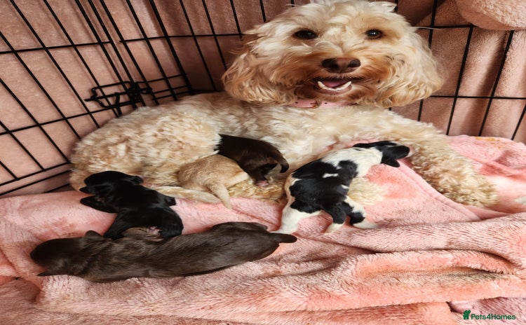 Cockapoo dogs - Advert 13