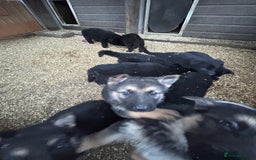 German Shepherd dogs for sale: German shepherd puppies  - Advert 10