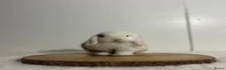 Mini Lop rabbits for sale: Purebred minilops ready to leave - Advert 3